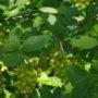 Epine-vinette (arbuste à fleurs jaunes en grappe)